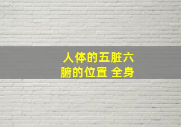 人体的五脏六腑的位置 全身